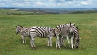 44 - GRAZING ZEBRAS - VANHERLE CLEMENT - belgium <div